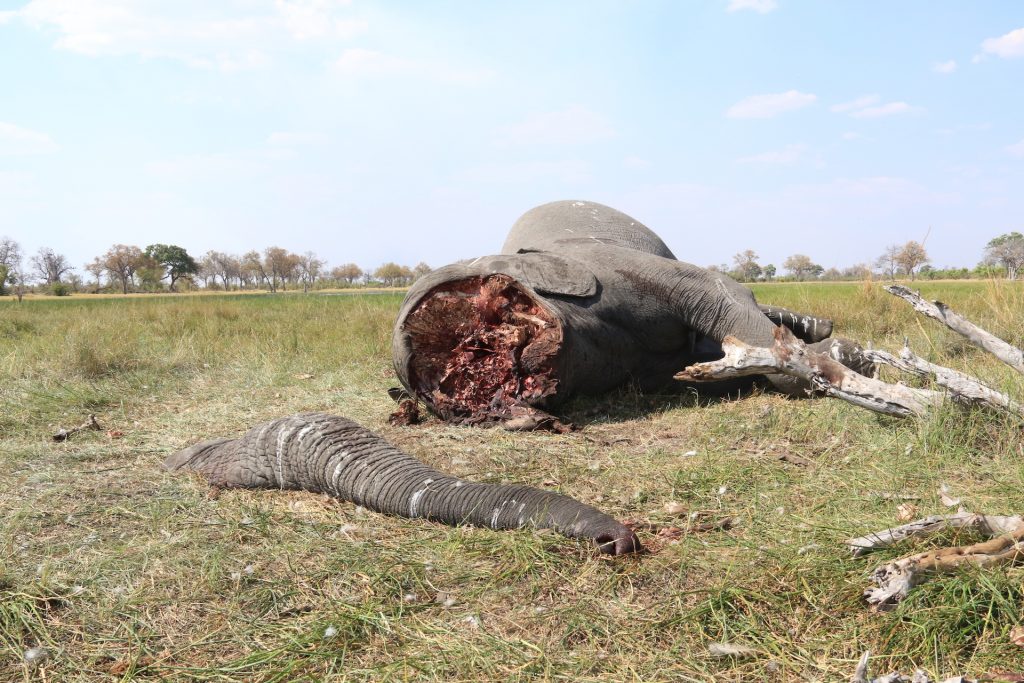 elephant_poaching_botswana Image supplied by Elephants Without Borders