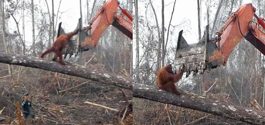 Orangutan Fighting Excavator To Protect His Home In Borneoorang_utang_fisghts_bulldozer_in borneo