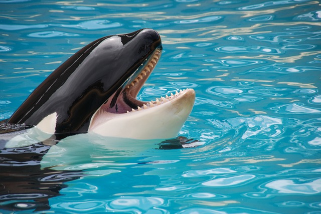 The practice of keeping these creatures for ‘entertainment’ must end Activists are still lobbying for the transfer of the remaining 55 cetaceans in Marineland to an open-water sanctuary. After the release of shocking documentaries like Black Fish, people are becoming more conscious of how their activities affect the environment. Source: Pixabay/Schmid-Reportagen