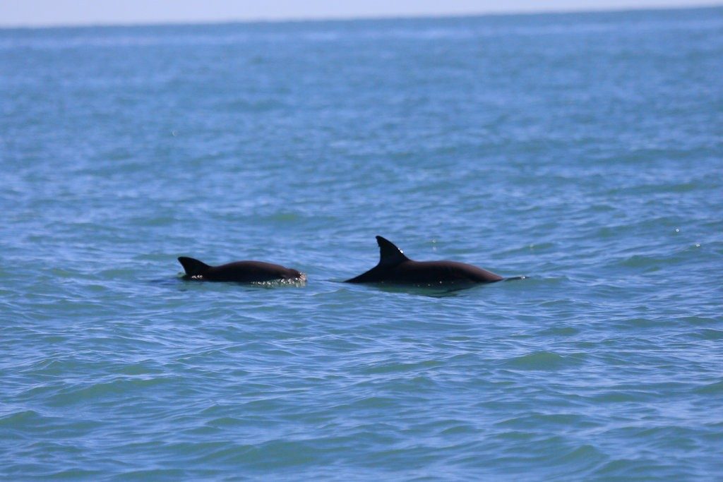 The Vaquita Is Going Extinct Before Our Eyes, With Barely 10 Left Alive