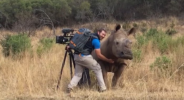 This Wild Rhino Walked Up To A Cameraman, And Demanded A Belly Rub