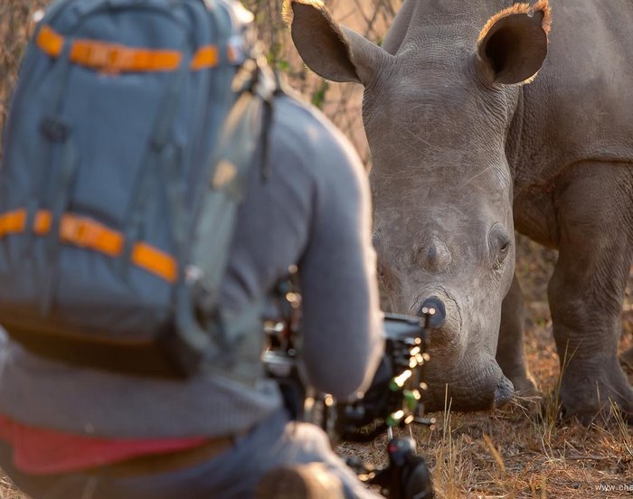 rhino belly rub