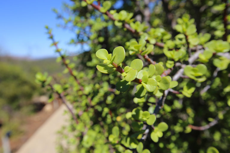 South African Wonder Plant Removes More CO2 Than Amazon