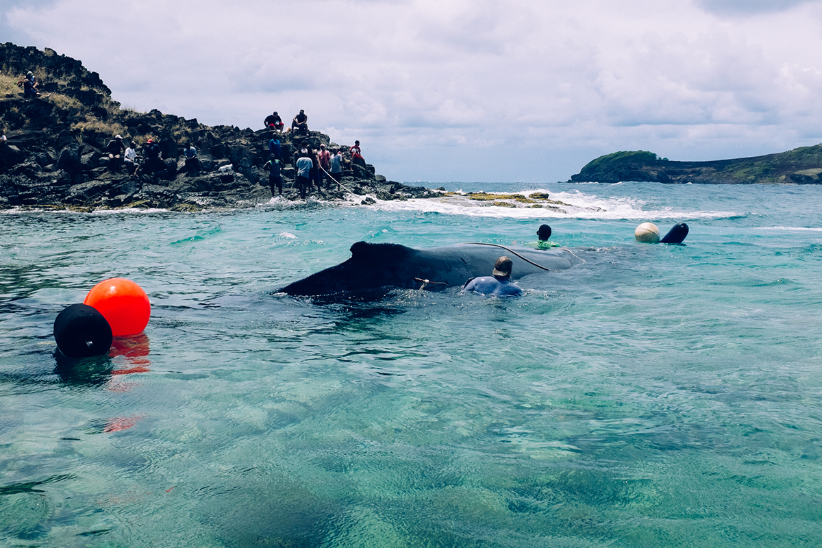 Bryan Adams Saves Humpback Putting Himself Between The Whale And The Hunters