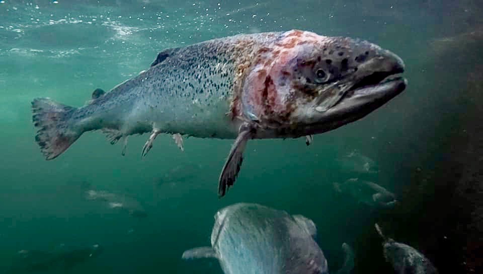 Nine Million Fish Killed By Diseases At Salmon Farms in Scotland