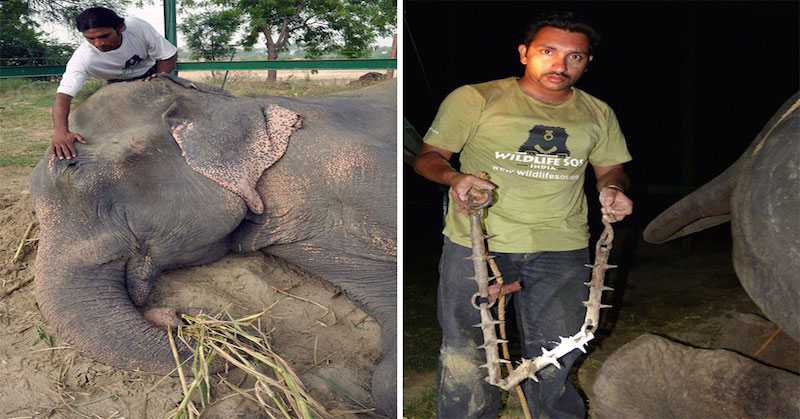 Elephant Raju Weeps While Being Rescued After 50 Years Of Confinement