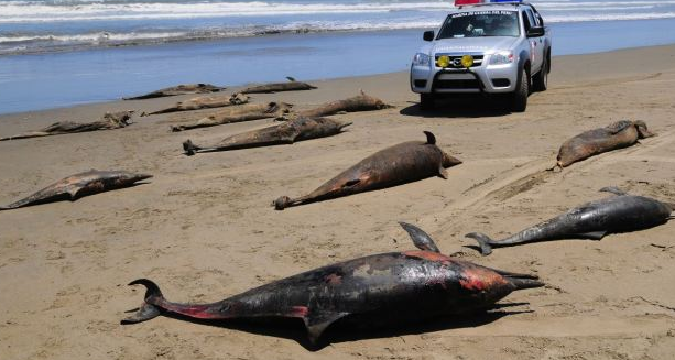 Over 3000 Dolphins Found Dead on the Coast of Peru