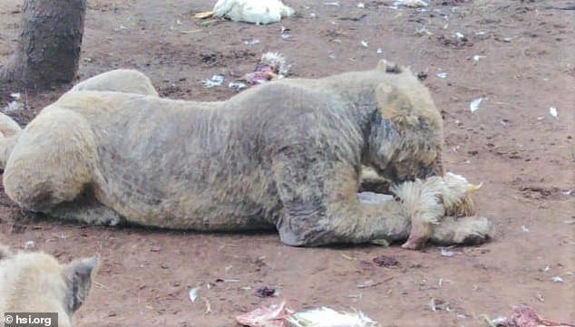 lion bone trade south africa