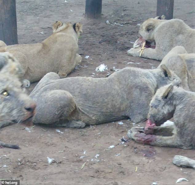 lion bone trade south africa