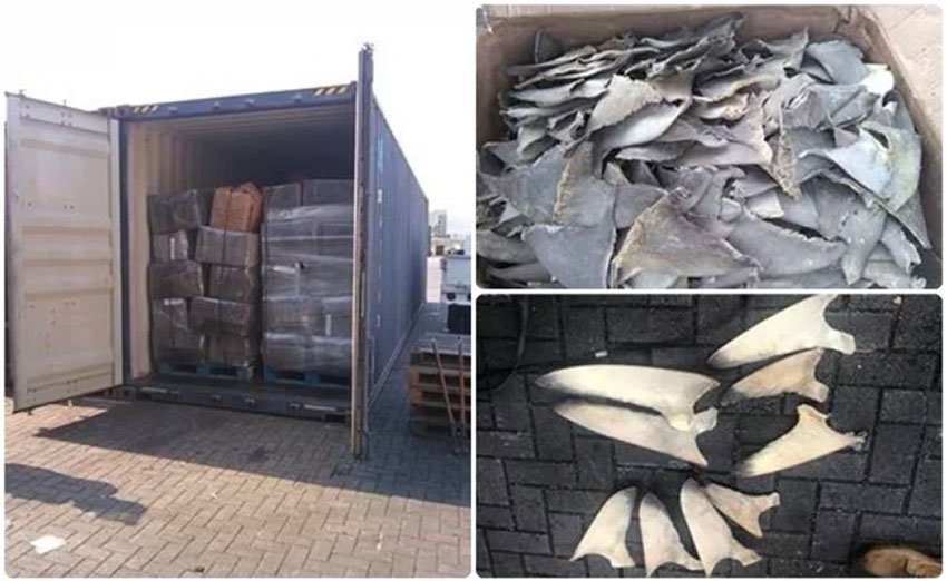 Mexico Customs Agents Seize 10 Tonnes Of Shark Fins In Manzanillo