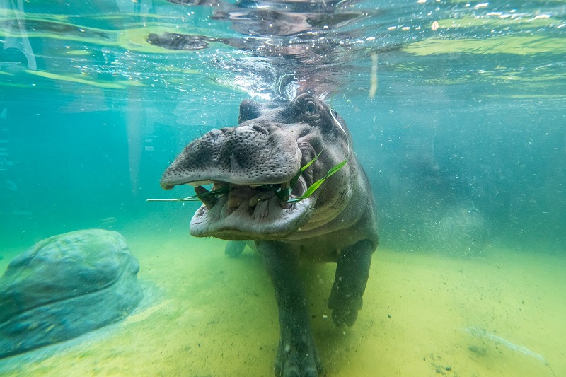 Hippo Dung Shortages Caused by Hunting Could Endanger Fish and Communities in Africa