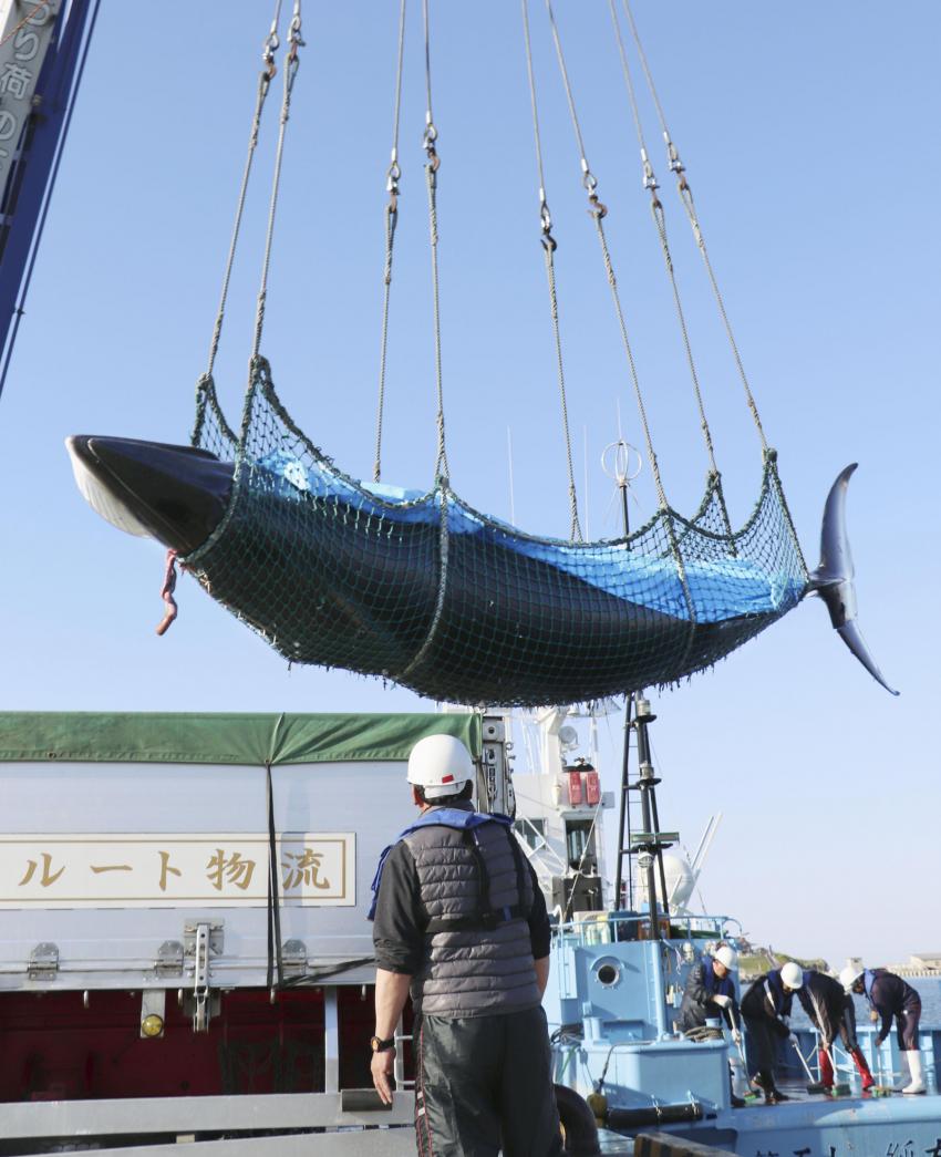 Japan Begins Last Round of ?Research Whaling Off Pacific Coast