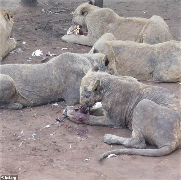 lion farms south africa