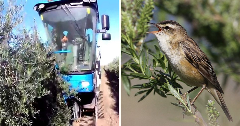 Mediterranean Olive Harvest: Millions of Songbirds Vacuumed to Death Every Year