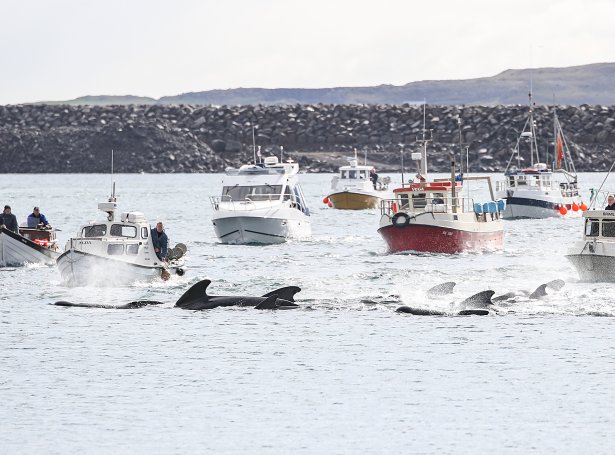 HAPPENING RIGHT NOW: Another Grind Taking Place In The Faroe Islands