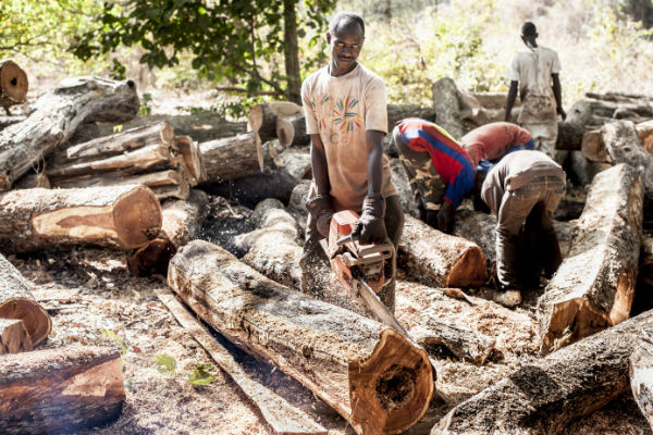 VIDEO: How The Gambia is losing its forests in record speed