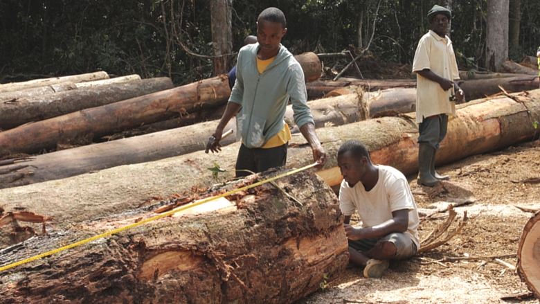 Illegal logging and poverty fuel local tensions in southern Senegal