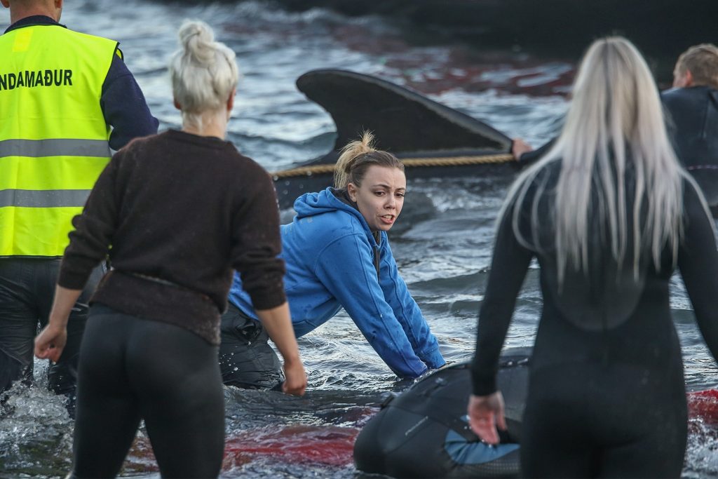 faroe islands whales