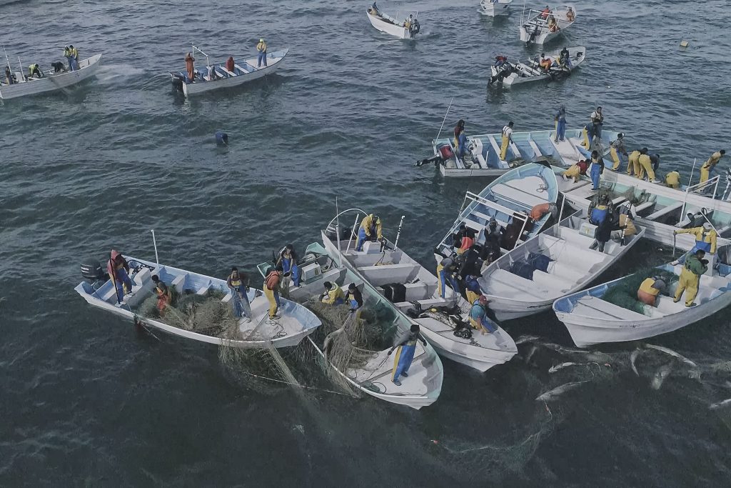 mexico vaquita poachers