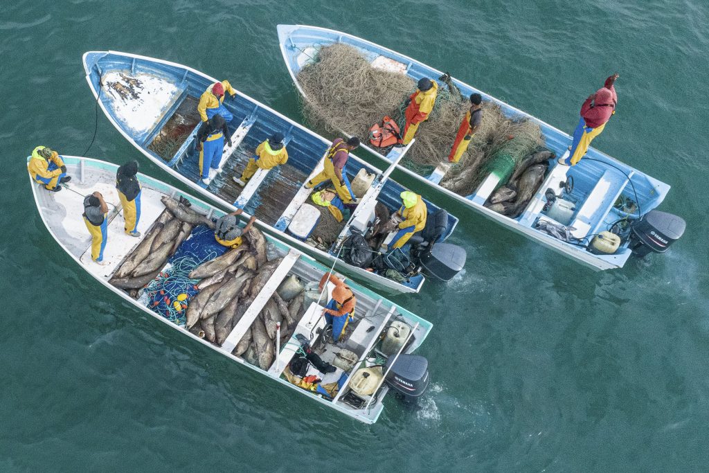 mexico vaquita totoaba