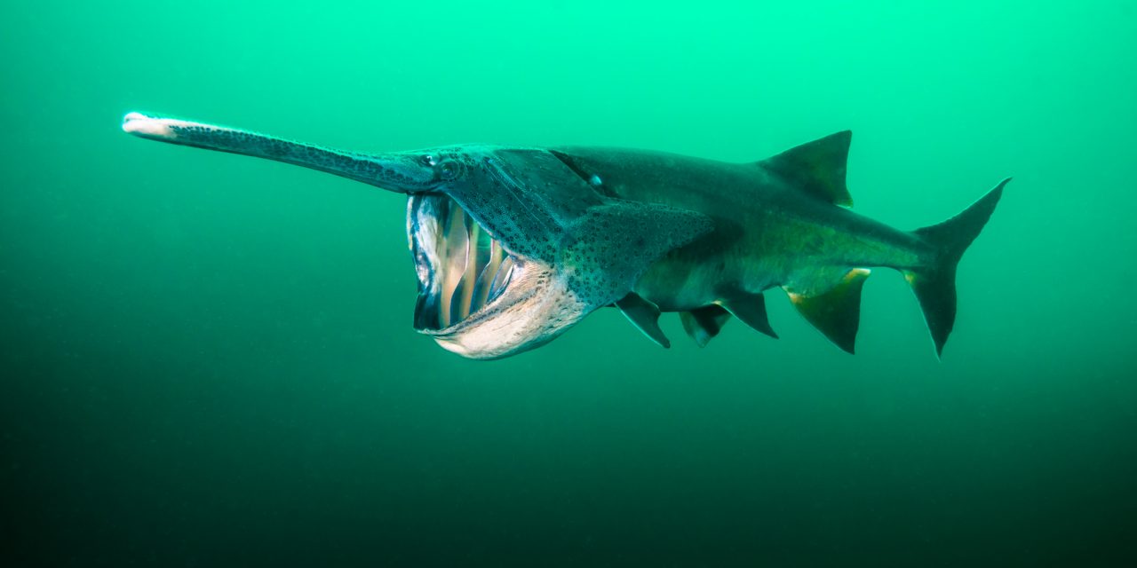 The Chinese Paddlefish, Which Lived for 200 Million Years, Is Now Extinct