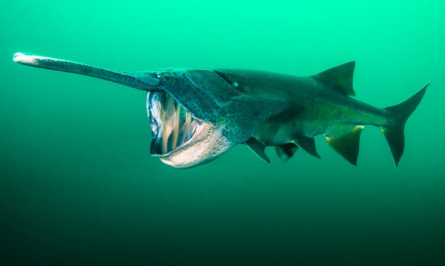 The Chinese Paddlefish, Which Lived for 200 Million Years, Is Now Extinct