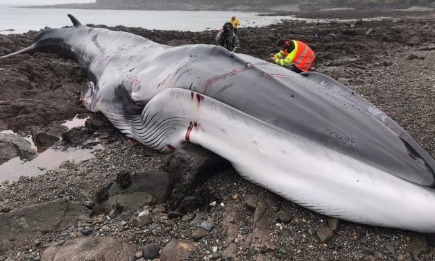 VIDEO: Huge fin whale beaches on the Lizard in Cornwall