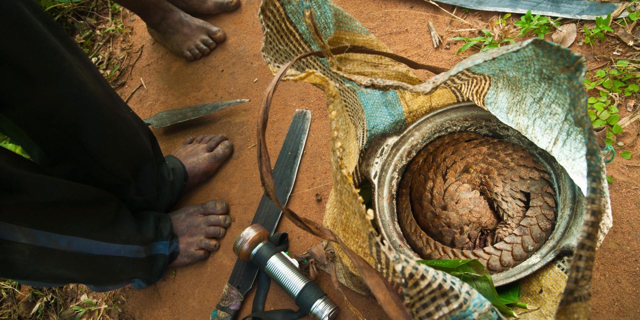 China’s State Insurers Have Stopped Covering Pangolin Medicines