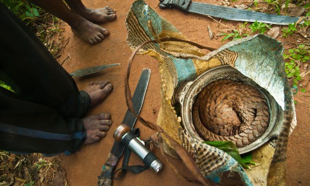 China’s State Insurers Have Stopped Covering Pangolin Medicines