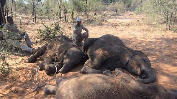Six Elephants Killed In One Day By Poachers in Ethiopia