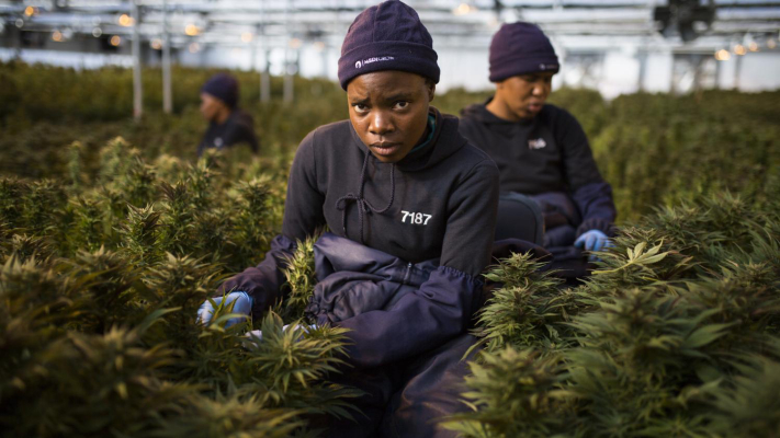 Zambia Legalized Cannabis Production to Boost Economy